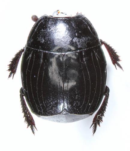 Margarinotus striola succicola